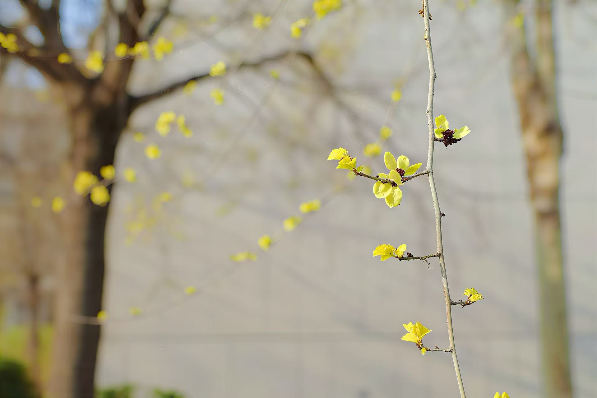 《迎春花》